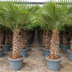 Palma konopná (Trachycarpus fortunei) - výška kmeňa 80-100 cm, celková výška 200-250 cm, kont. C55L (-17°C)